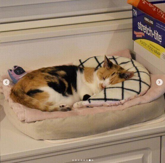 枕で寝ている猫