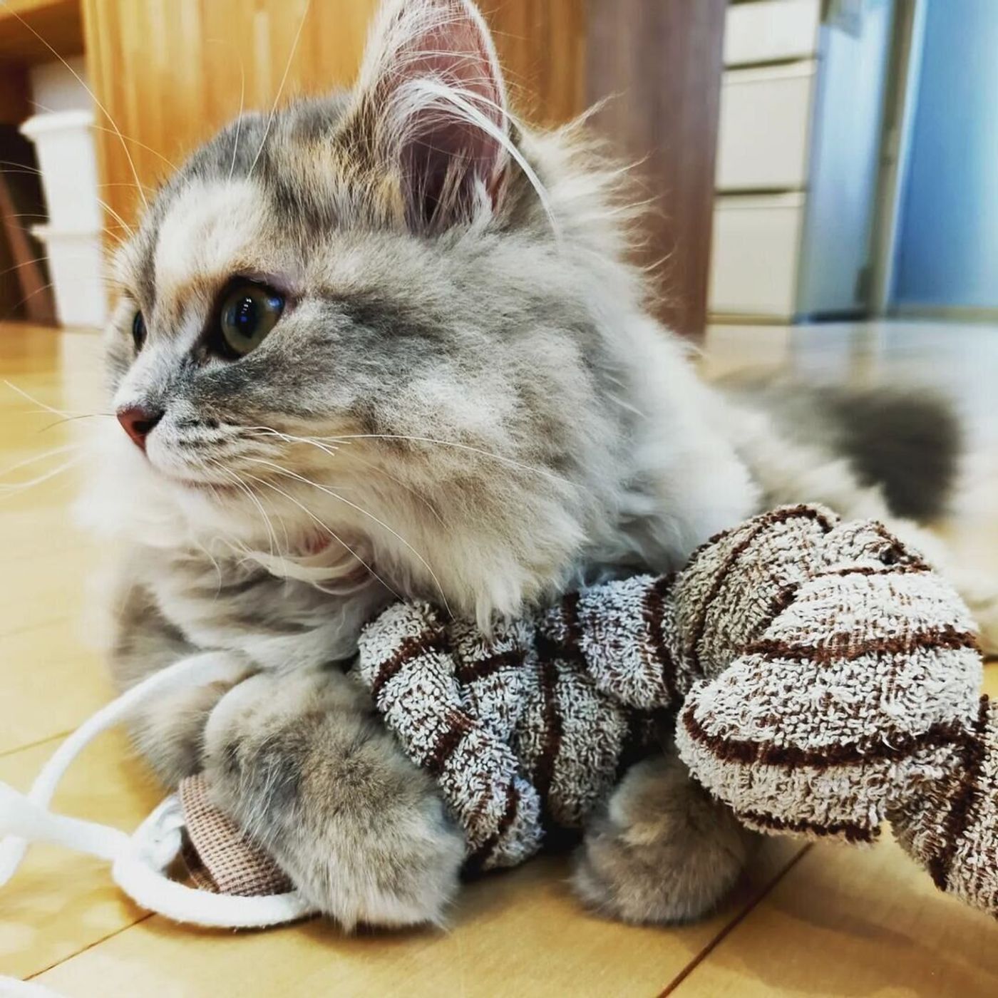 インスタで発見 アイデアいっぱいの手作り猫用おもちゃ ねこのきもちweb Magazine インスタで発見 アイデアいっぱいの手作り猫用おもちゃ ねこのきもちweb Magazine