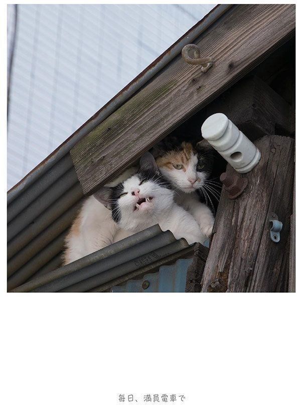 『明日はきっとうまくいく』