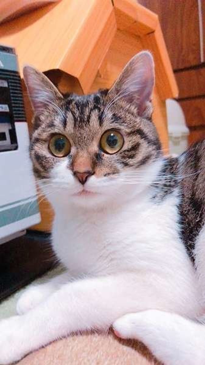 猫の体温 平熱や正しい測り方を知って健康管理に役立てよう ねこのきもちweb Magazine 猫の体温 平熱や正しい測り方を知って健康管理に役立てよう ねこのきもちweb Magazine