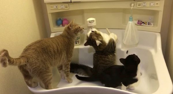 洗面台に集まる猫