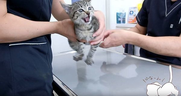 暴れる子猫
