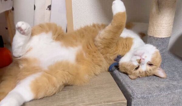 可愛い誘惑をするさんてくん