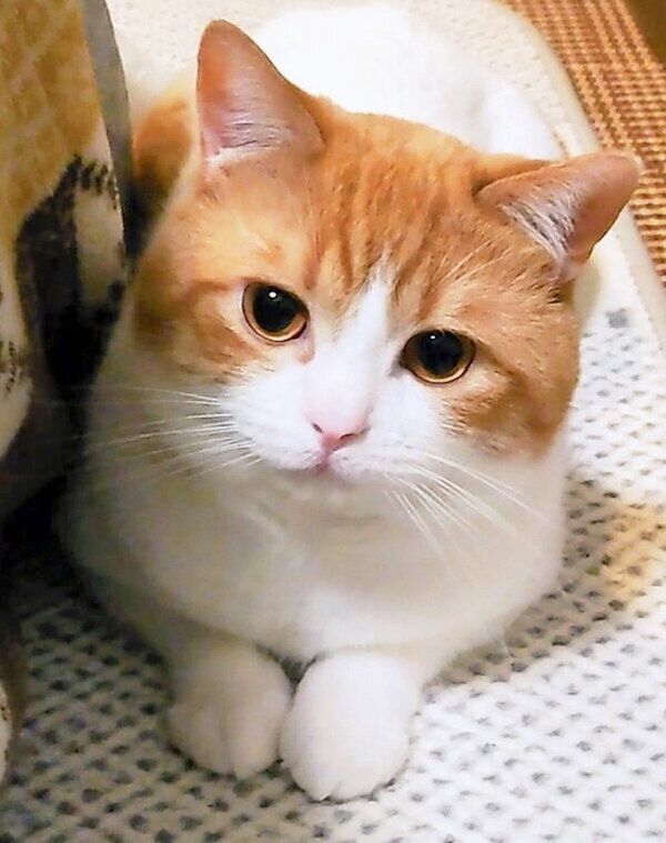 まったりするおちゃまるくん