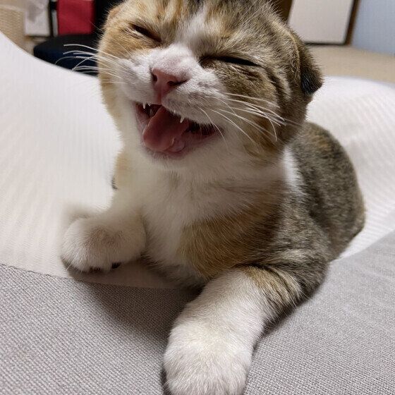 スコティッシュフォールドの杏ちゃん