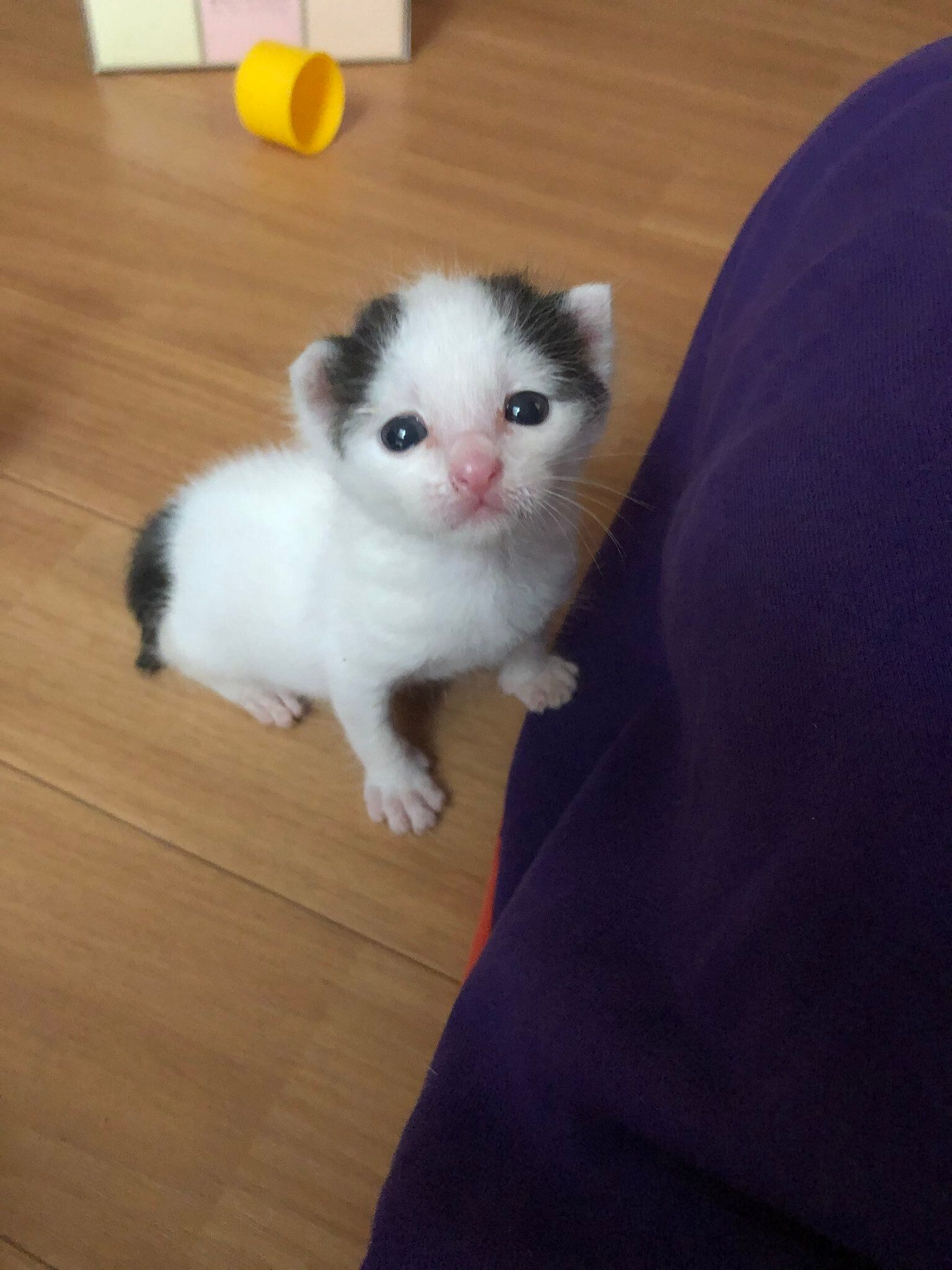 飼い主を見上げる生後18日の子猫
