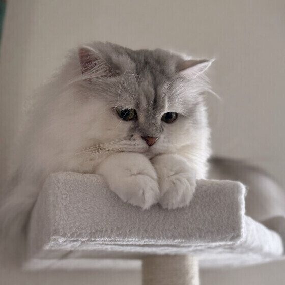 ラガマフィンのここちゃん