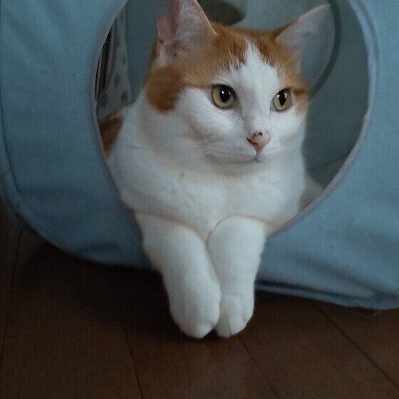 茶白のルイちゃん