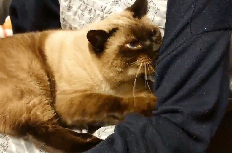 ふみふみするルシウスくん