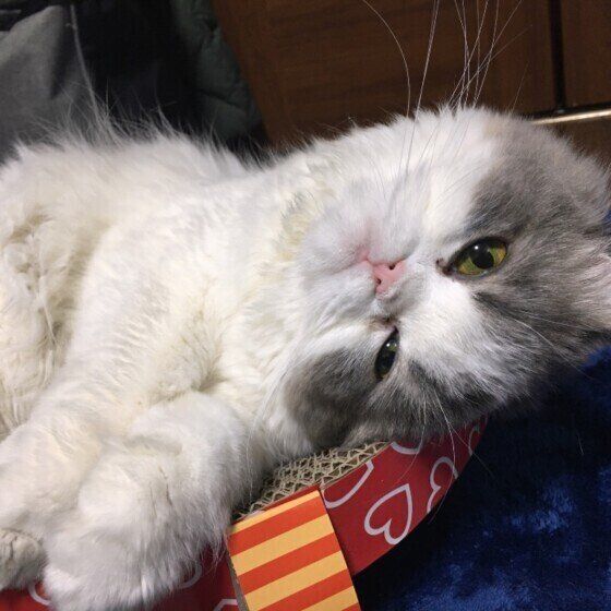 くつろぐスコティッシュフォールド