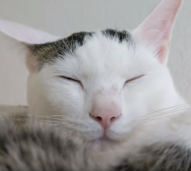 眠そうなチロくん