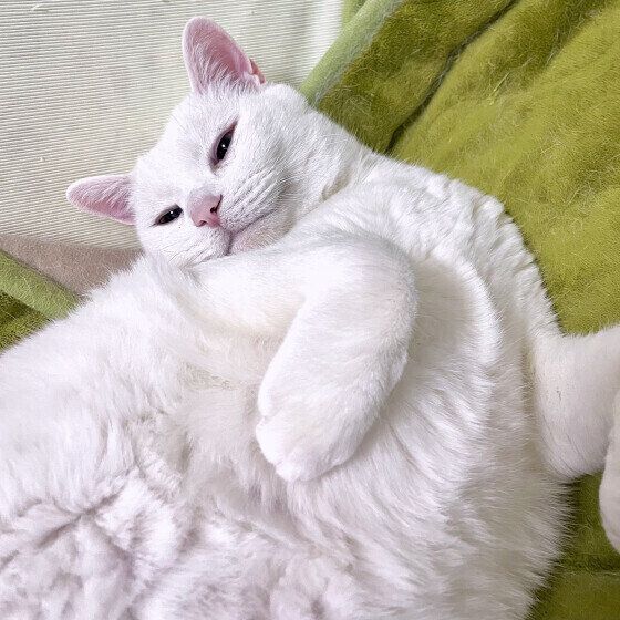 MIX白のソラちゃん