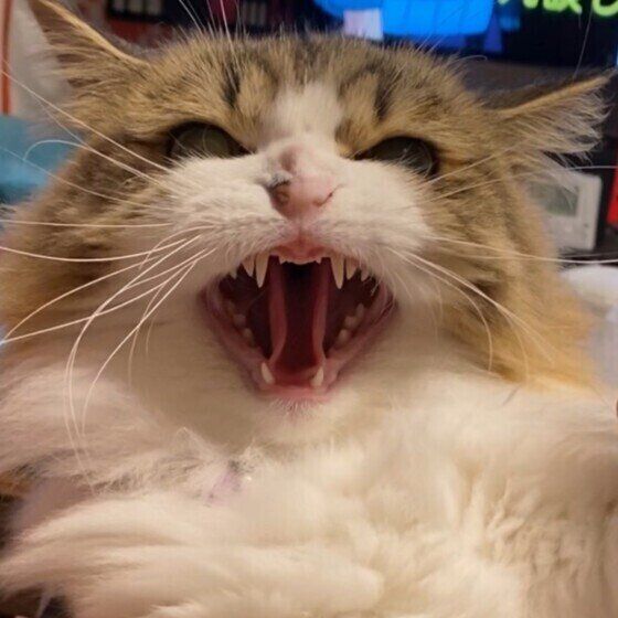 威嚇するサイベリアン