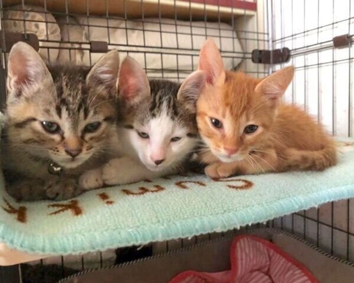 猫との別れ 悲しみの中にいた家族を癒した 3匹の保護子猫たち 笑顔にしてくれた出会いに感謝 ねこのきもちweb Magazine 猫との別れ 悲しみの中にいた家族を癒した 3匹の保護子猫たち 笑顔にしてくれた出会いに感謝 ねこのきもちweb Magazine