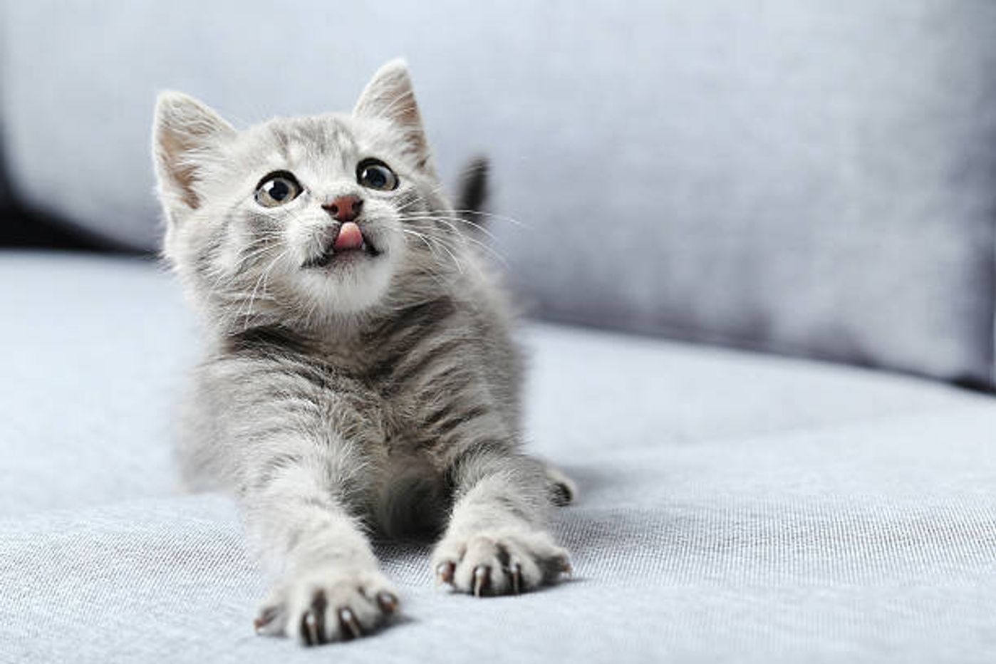 子猫の離乳食はいつから 獣医師が教える離乳食の方法 手順 ねこのきもちweb Magazine 子猫の離乳食はいつから 獣医師が教える離乳食の方法 手順 ねこのきもちweb Magazine