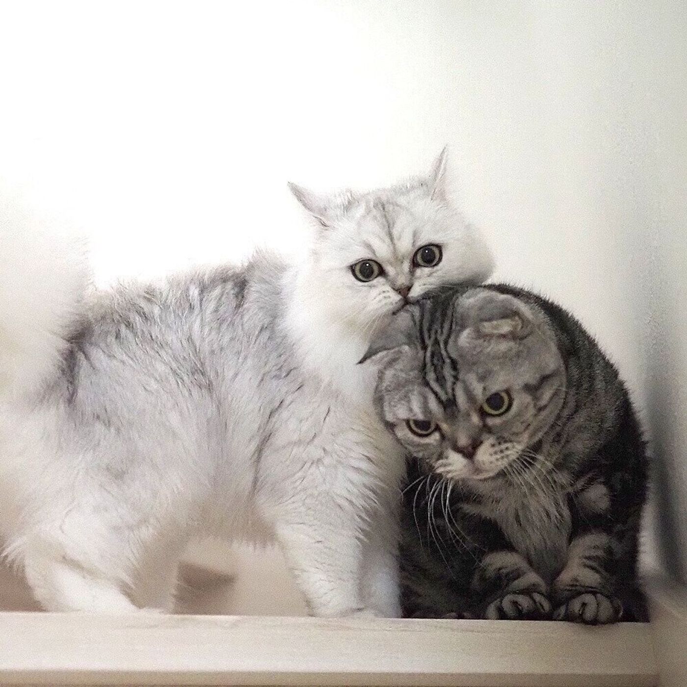 ぺっと吐き出す 飲んでくれたと思っても飲んだふり そんな猫へ錠剤をあげるコツをつかんだお話 連載 渋ネコししまるさん 140 ねこのきもちweb Magazine ぺっと吐き出す 飲んでくれたと思っても飲んだふり そんな猫へ錠剤をあげるコツをつかんだお話 連載 渋ネコししまるさん 140 ねこのきもちweb Magazine