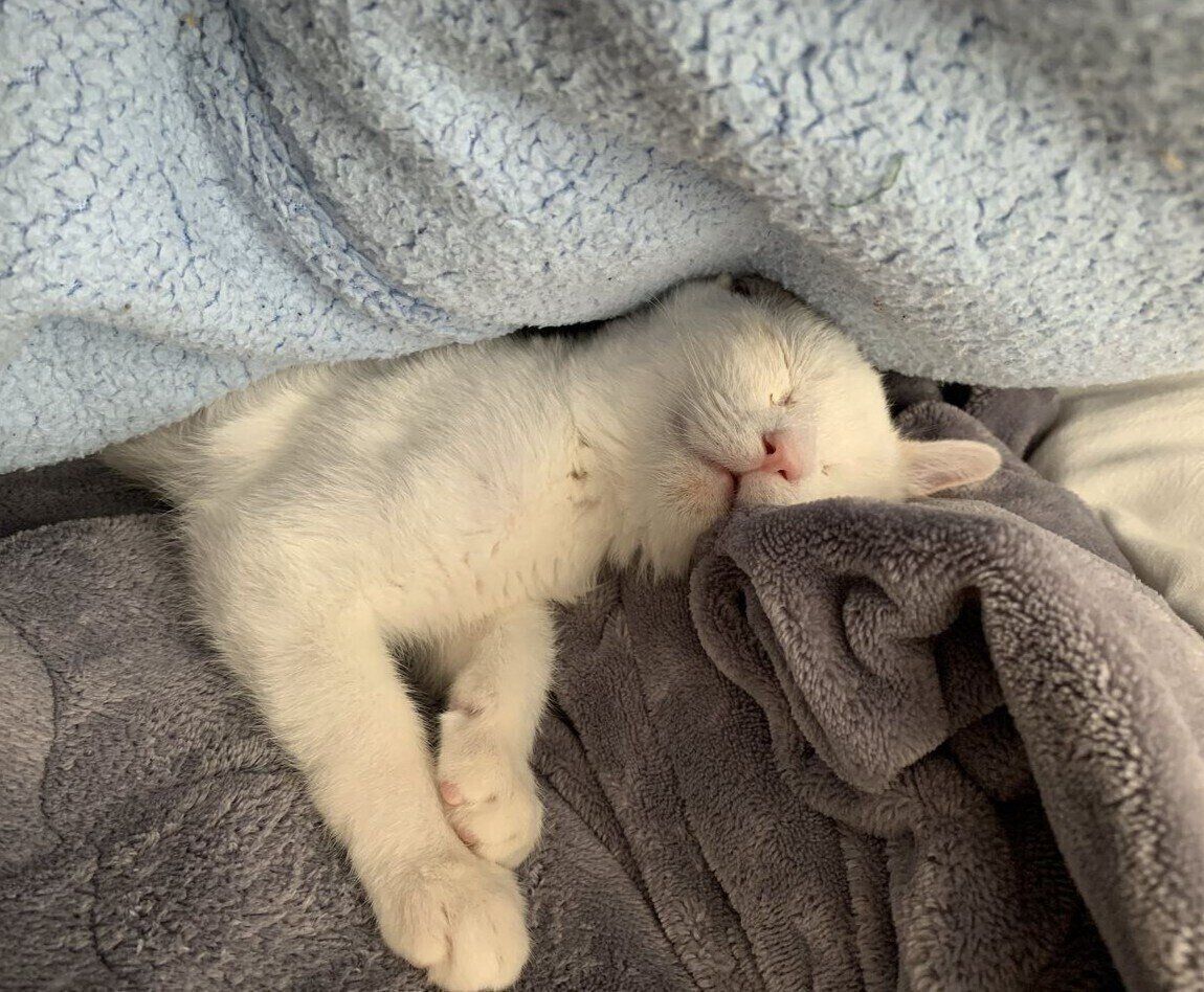 あたたかい布団の中で、気持ちよさそうに寝ているかやちゃん。