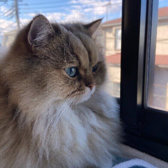 ニャルソックをするペルシャのぽこくん