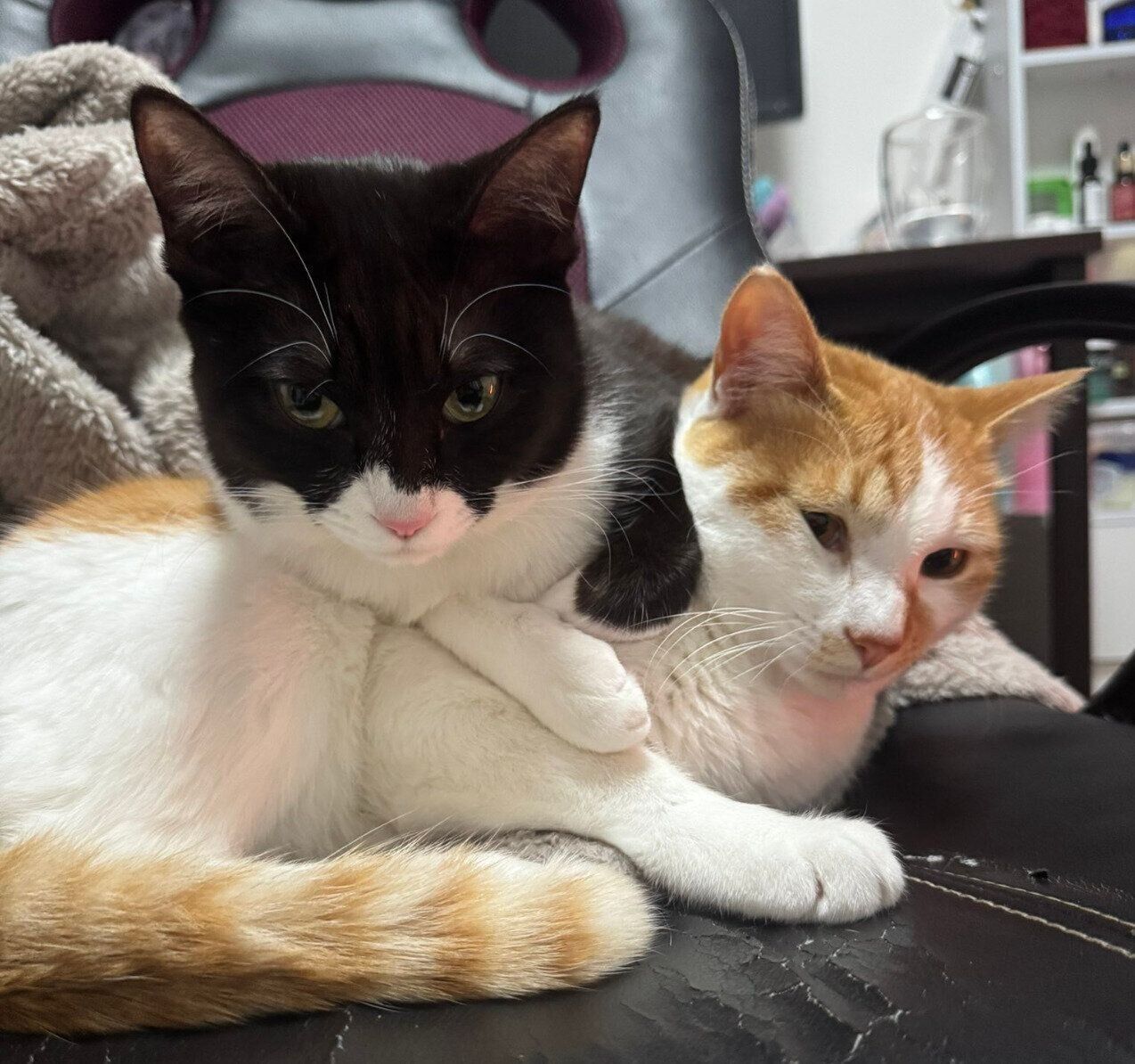 びびくんの上に乗るジジちゃん