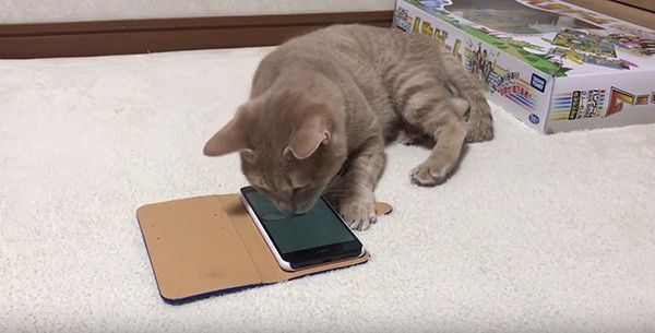 スマホに夢中な猫