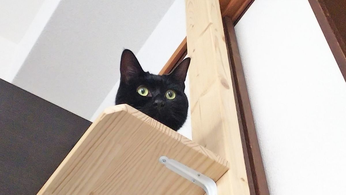 画像／「ねこのきもち」2019年２月号　読者提供