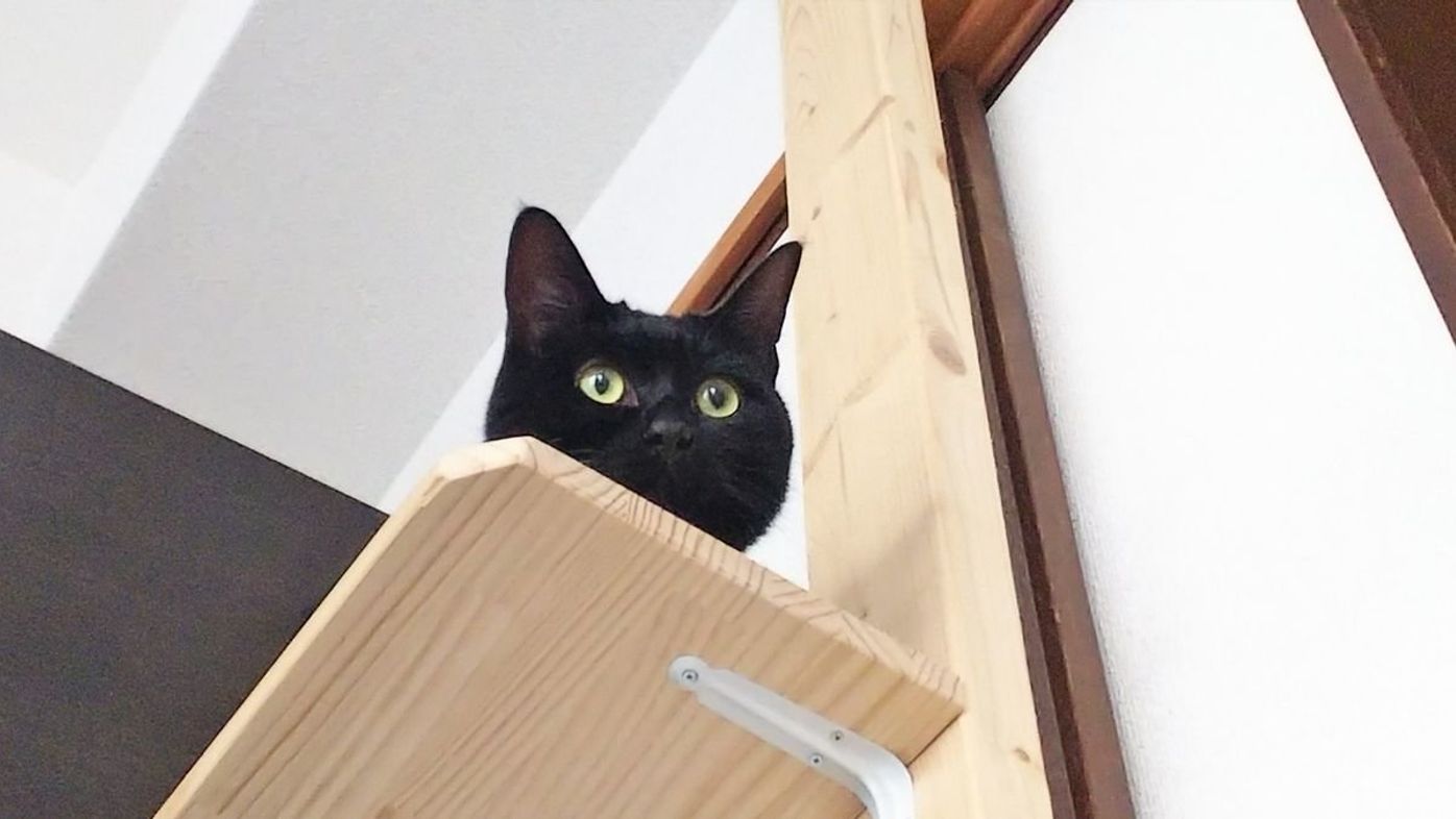 自分で作るからちょうどイイ 愛猫のために猫グッズを手作りする人 増えています ねこのきもちweb Magazine 自分で作るからちょうどイイ 愛猫のために猫グッズを手作りする人 増えています ねこのきもちweb Magazine