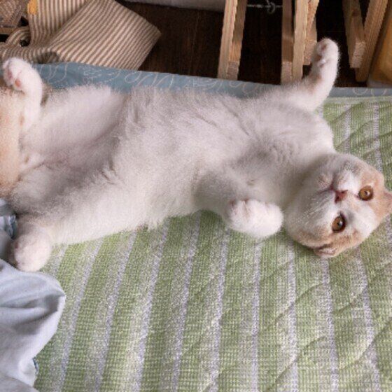 暑くなると猫がダラダラするのはなぜ かわいい画像つきで解説 ねこのきもちweb Magazine