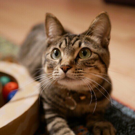 MIXキジトラのコムギちゃん