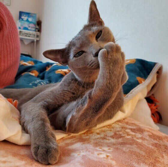 ロシアンブルーのレグルスちゃん