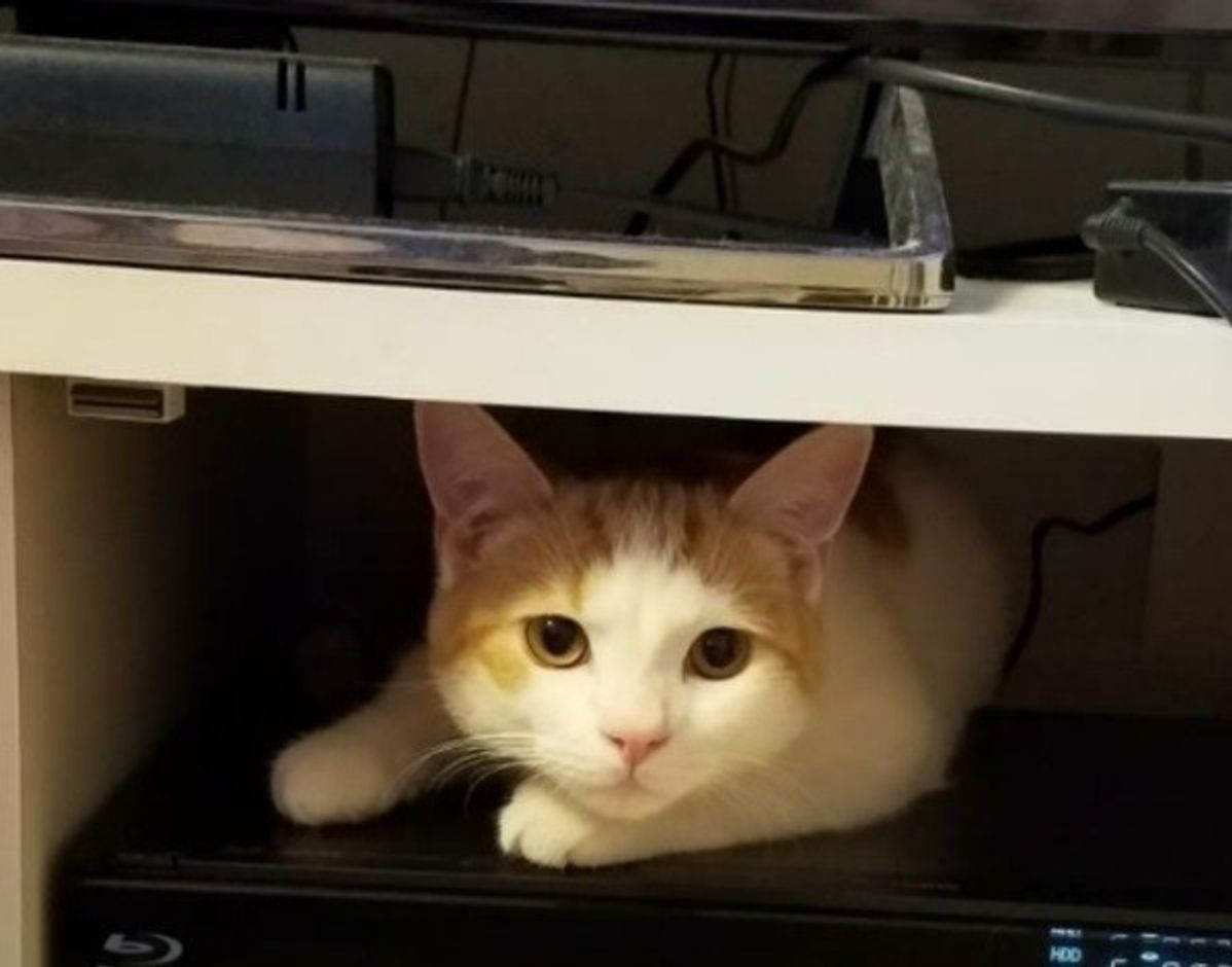 獣医師監修 猫にしてはいけないng行動集 猫が嫌がること 危険なこと ねこのきもちweb Magazine 獣医師監修 猫にしてはいけないng行動集 猫が嫌がること 危険なこと ねこのきもちweb Magazine