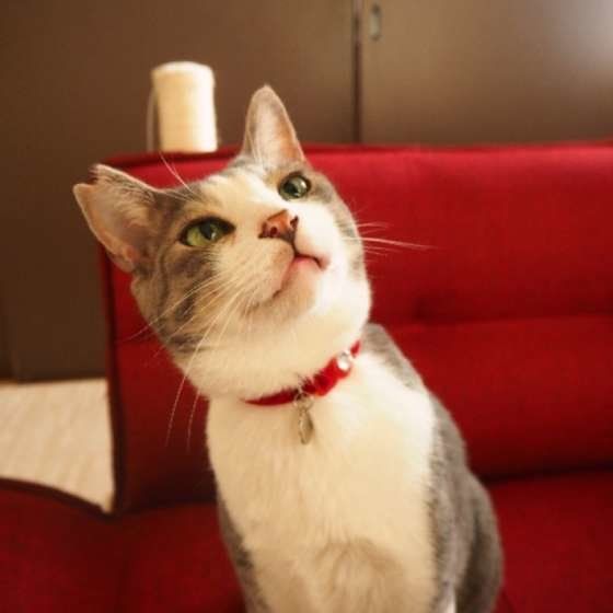 赤いソファの上にいる猫