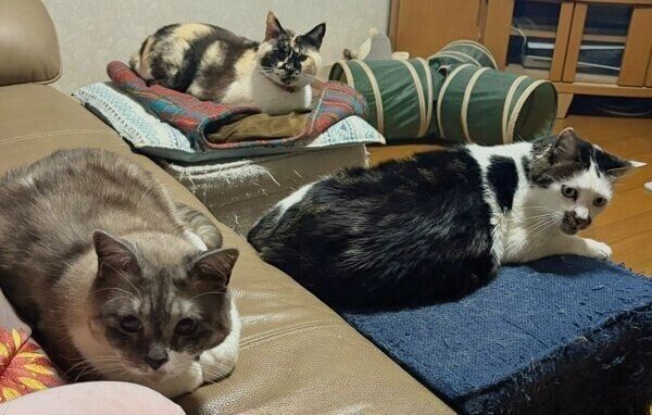 3ニャンズが集まった写真