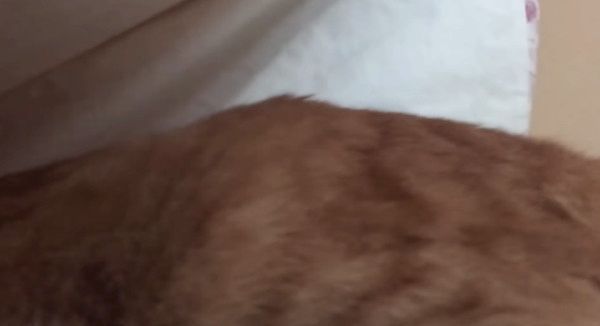 じらし攻撃をする猫