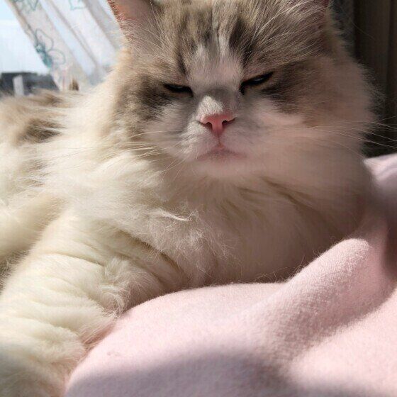 ジルくん  ラグドール