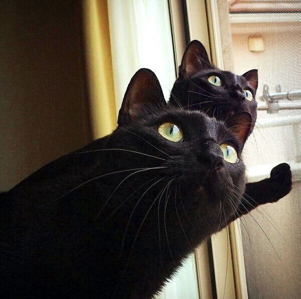 外にいる鳥を見つめるななちゃんとはちちゃん