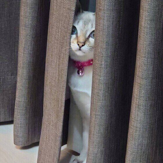 カーテンの隙間から覗くシンガプーラ