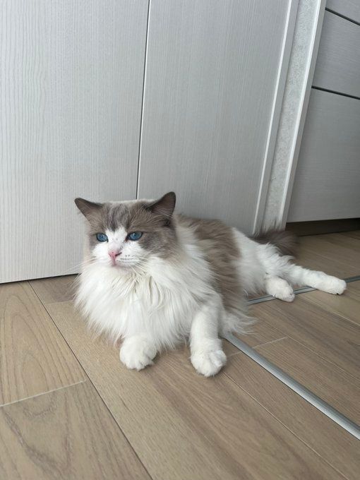 くつろいでいるラグドール