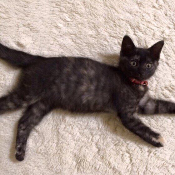 サビ猫のテテちゃん