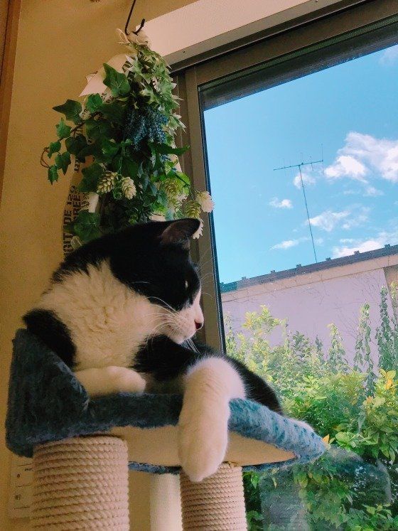 秋晴れの外を眺めるMIX