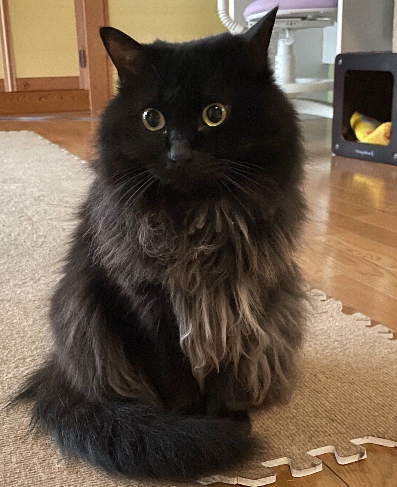 お座りするさぬき丸さん