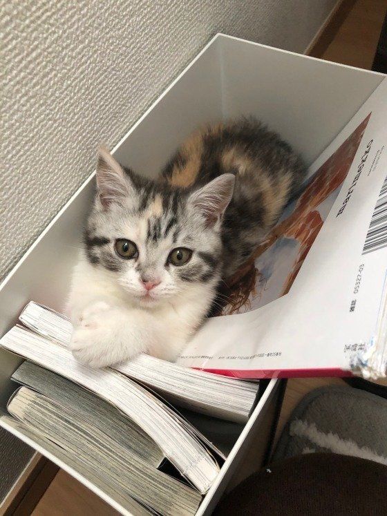 スコティッシュフォールド