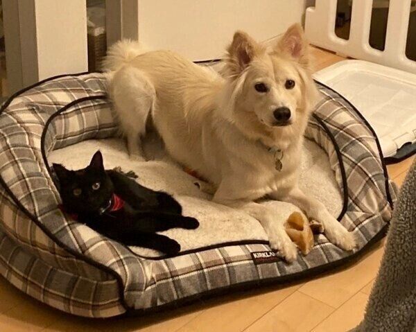 ほどよい距離感の美雨ちゃんと白雪ちゃん