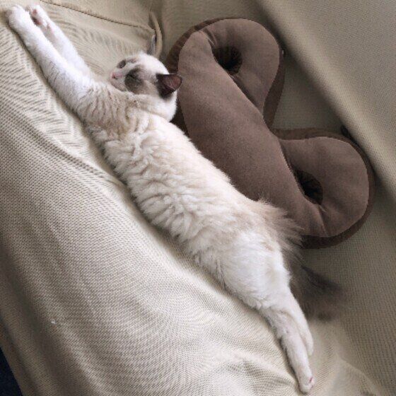 ラグドールのノエルくん