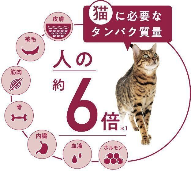 キャンペーンに応募する