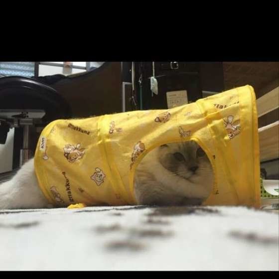 トンネルからチラッとのぞく猫（ラグドール、メス）