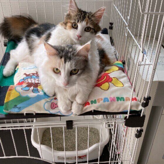 仲良しなみーにゃちゃんたち