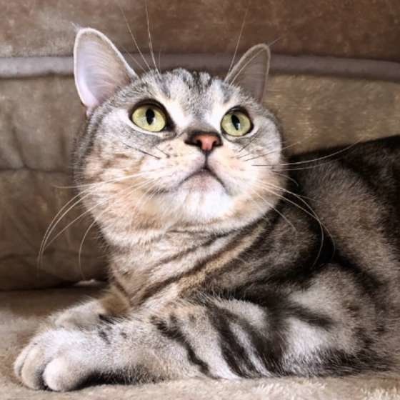 上を見るアメリカンショートヘア