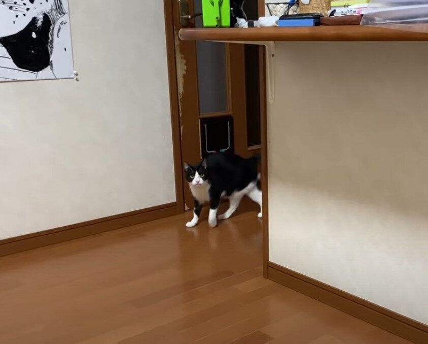 こちらを見つめる猫
