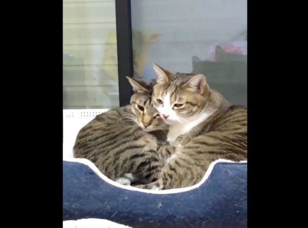 グルーミングするミントちゃんとライムちゃん