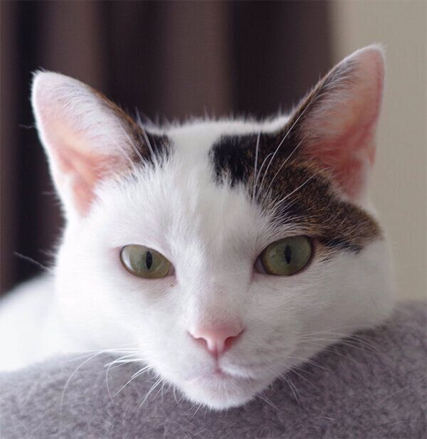 見つめるちー様